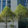 Comment faire un visa long-terme à Singapour Bienvenue à Singapour ! Félicitations vous venez d’obtenir votre EPEC et vous avez décidé de venir tenter votre chance à Singapour. Très bon choix, maintenant que vous êtes sur place...