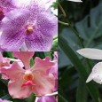 Singapour c&rsquo;est où ? Sylvie l&rsquo;avoue elle-même, lorsque son conjoint s&rsquo;est vu proposé un poste à Singapour elle a dû faire des recherches sur la petite Cité-Etat avant de se...
